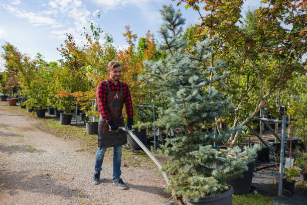 The Steps Involved in Our Tree Care Process in State Center, IA